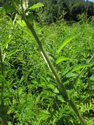 Agrimony (Agrimonia)(Agrimonia)