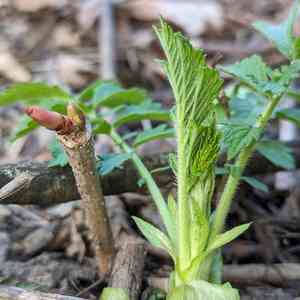 Agrimony (Agrimonia)(Agrimonia)