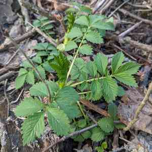 Agrimony (Agrimonia)(Agrimonia)