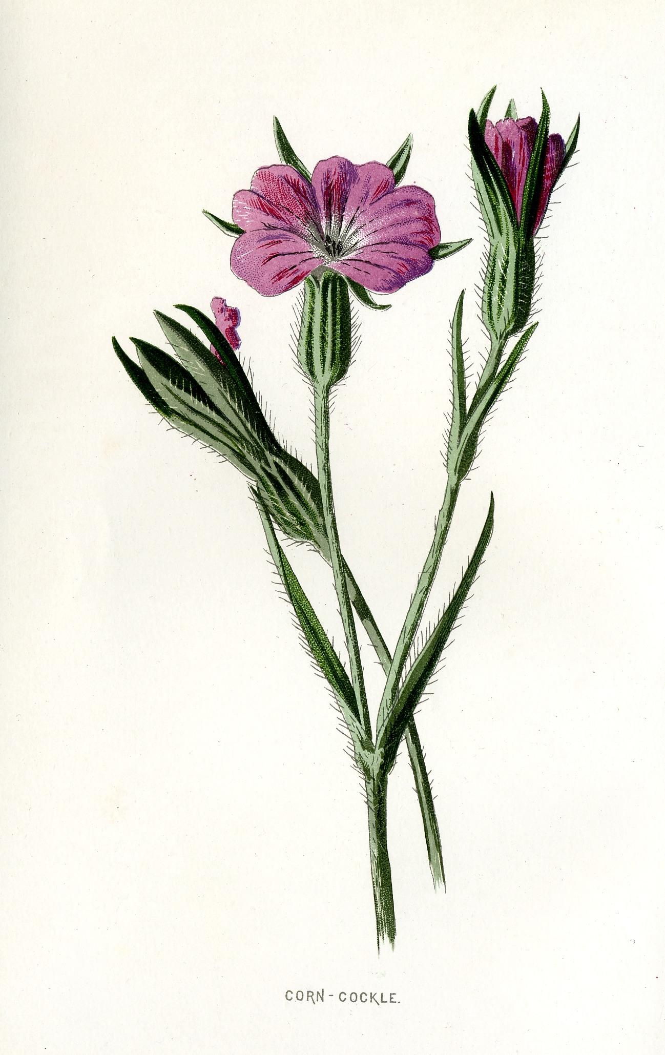 Common corncockle
