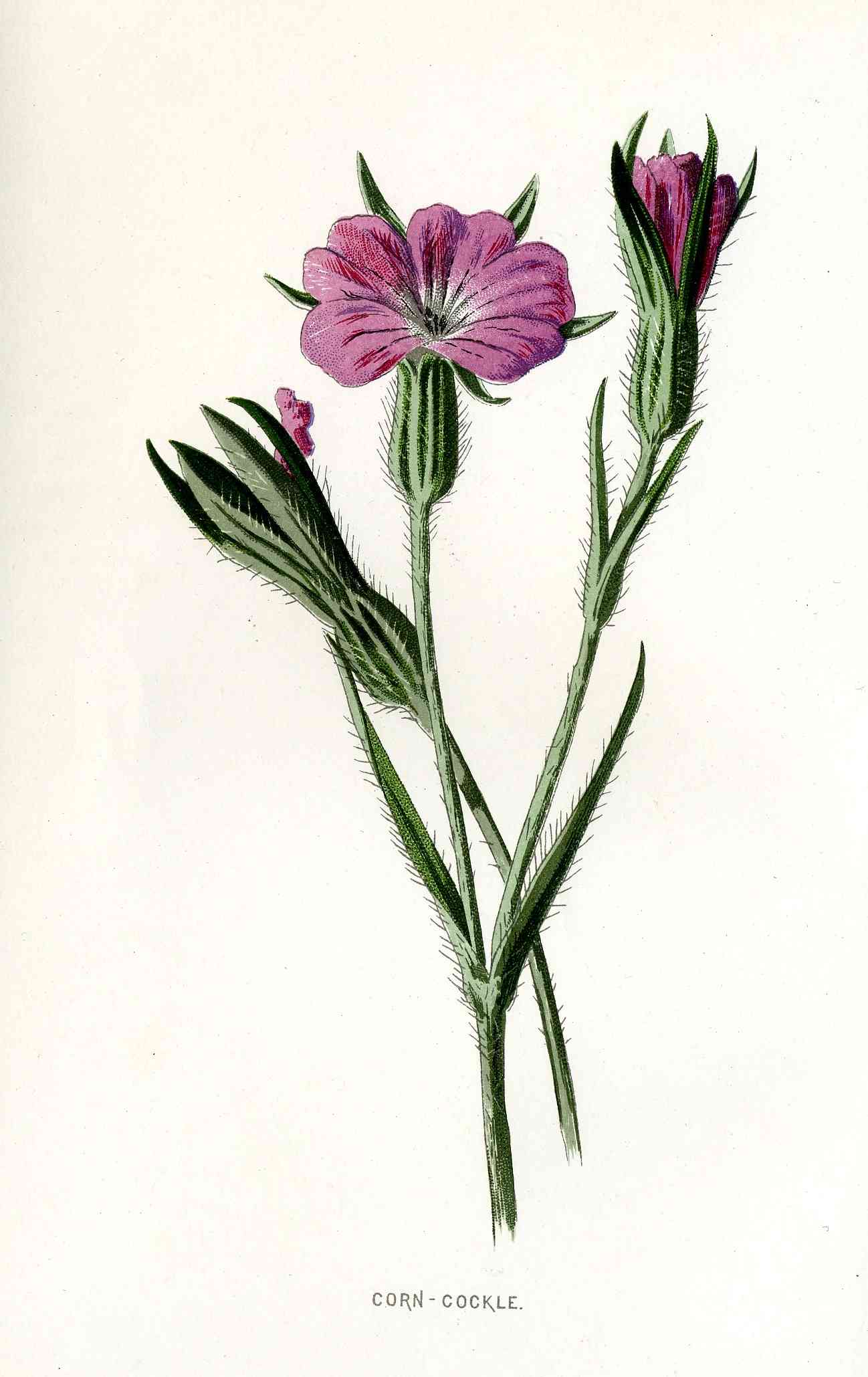 Common corncockle(Agrostemma githago)