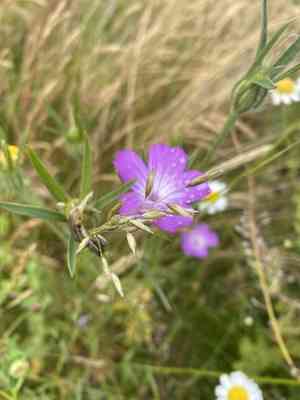 Common corncockle(Agrostemma githago)