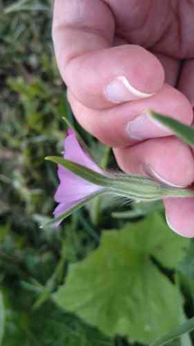 Common corncockle(Agrostemma githago)