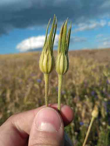 Common corncockle(Agrostemma githago)