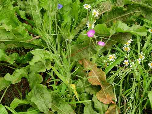 Common corncockle(Agrostemma githago)