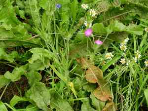 Common corncockle(Agrostemma githago)