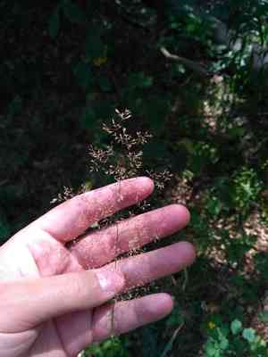 Colonial bentgrass(Agrostis capillaris)