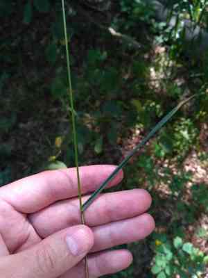 Colonial bentgrass(Agrostis capillaris)