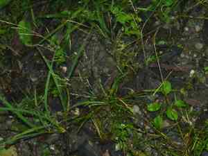 Clavate bentgrass(Agrostis clavata)