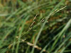 Clavate bentgrass(Agrostis clavata)