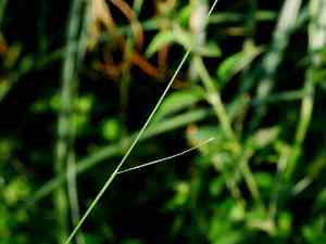 Clavate bentgrass(Agrostis clavata)
