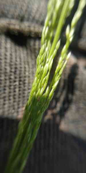 Clavate bentgrass(Agrostis clavata)