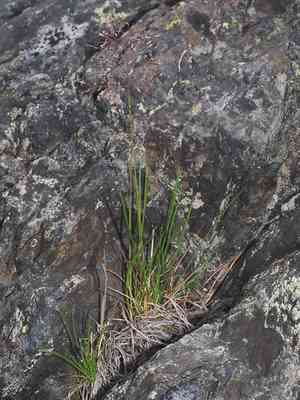 Rock bent(Agrostis rupestris)