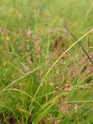 Rock bent(Agrostis rupestris)