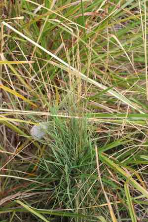 Creeping bent(Agrostis stolonifera)