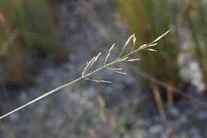Creeping bent(Agrostis stolonifera)