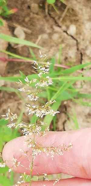 Creeping bent(Agrostis stolonifera)