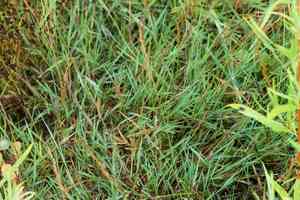 Creeping bent(Agrostis stolonifera)