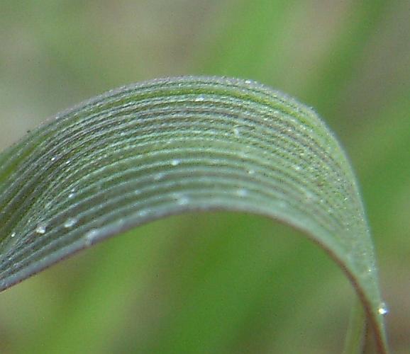 Creeping bent