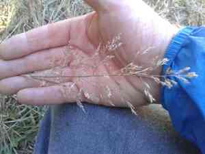 Bentgrass (Agrostis)(Agrostis)