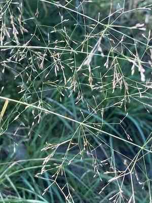 Bentgrass (Agrostis)(Agrostis)