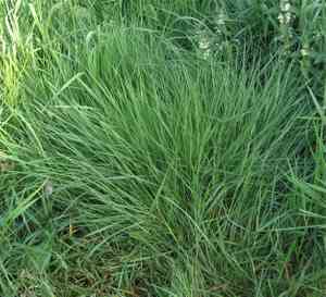 Bentgrass (Agrostis)(Agrostis)