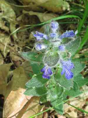 Korean pyramid bugle(Ajuga multiflora)