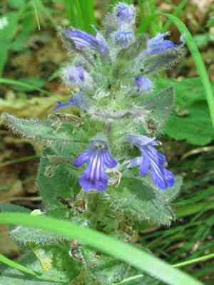 Korean pyramid bugle(Ajuga multiflora)