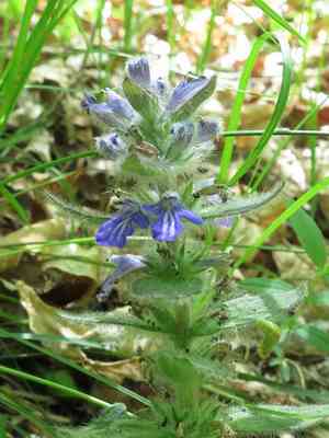 Korean pyramid bugle(Ajuga multiflora)