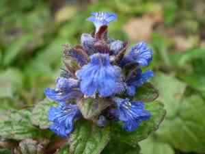 Common bugle(Ajuga reptans)