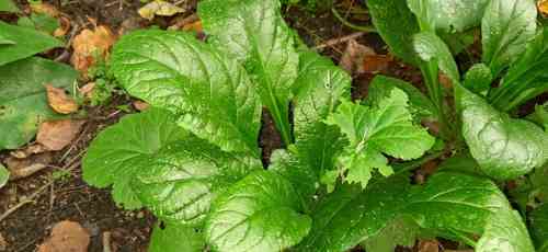 Common bugle(Ajuga reptans)