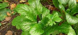 Common bugle(Ajuga reptans)