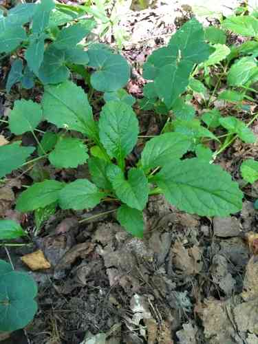 Common bugle(Ajuga reptans)