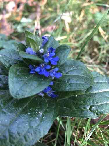 Common bugle(Ajuga reptans)