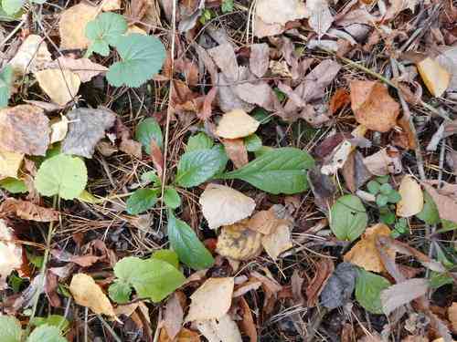 Common bugle(Ajuga reptans)