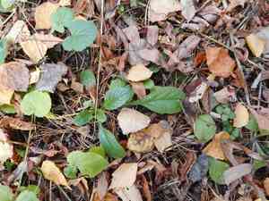 Common bugle(Ajuga reptans)