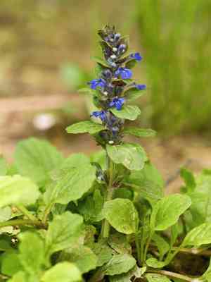Bugleweed (Ajuga)(Ajuga)