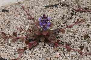 Bugleweed (Ajuga)(Ajuga)