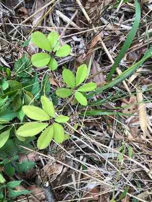 Chocolate vine(Akebia quinata)