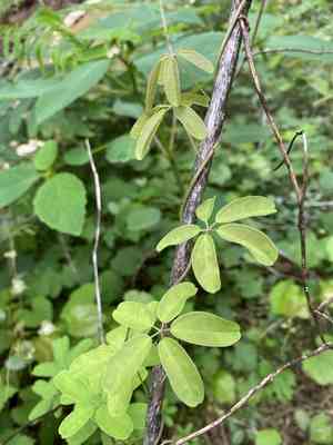 Chocolate vine(Akebia quinata)
