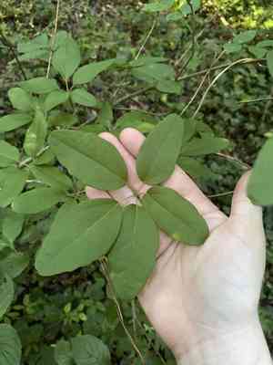 Chocolate vine(Akebia quinata)