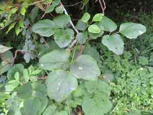 Three-leaf akebia(Akebia trifoliata)