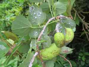 Three-leaf akebia(Akebia trifoliata)