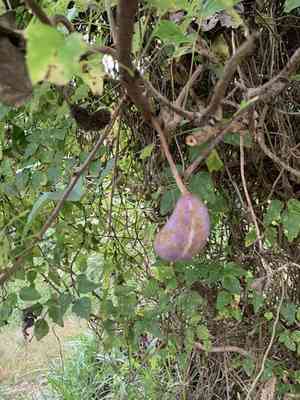 Three-leaf akebia(Akebia trifoliata)