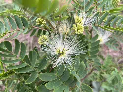 Whiteclintonia(Albizia kalkora)
