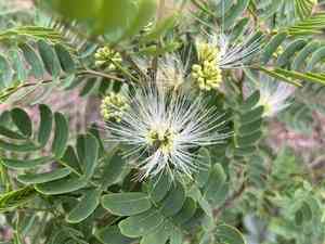 Whiteclintonia(Albizia kalkora)