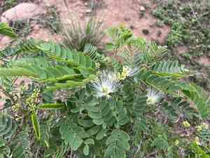 Whiteclintonia(Albizia kalkora)