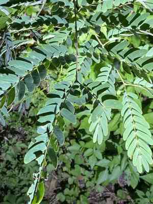Whiteclintonia(Albizia kalkora)