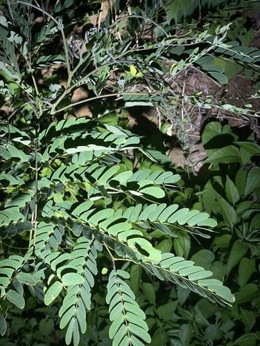 Whiteclintonia(Albizia kalkora)