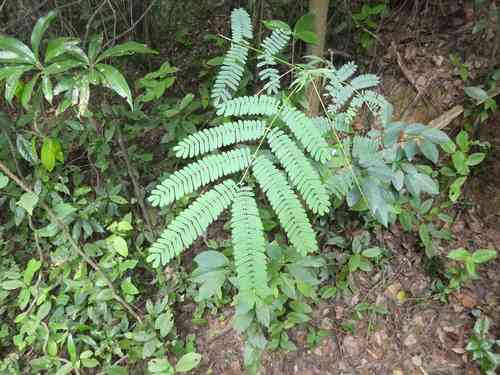 Whiteclintonia(Albizia kalkora)